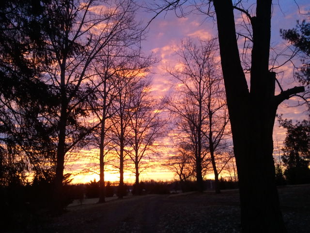 Silhouette of trees against a colorful sunset.