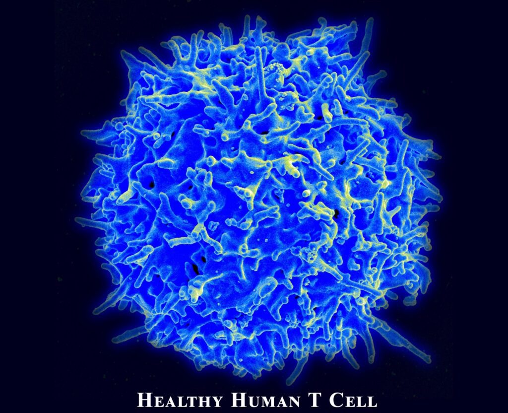 A blue and yellow image of a human t cell.