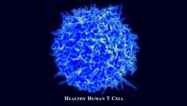 A blue and yellow image of a human t cell.